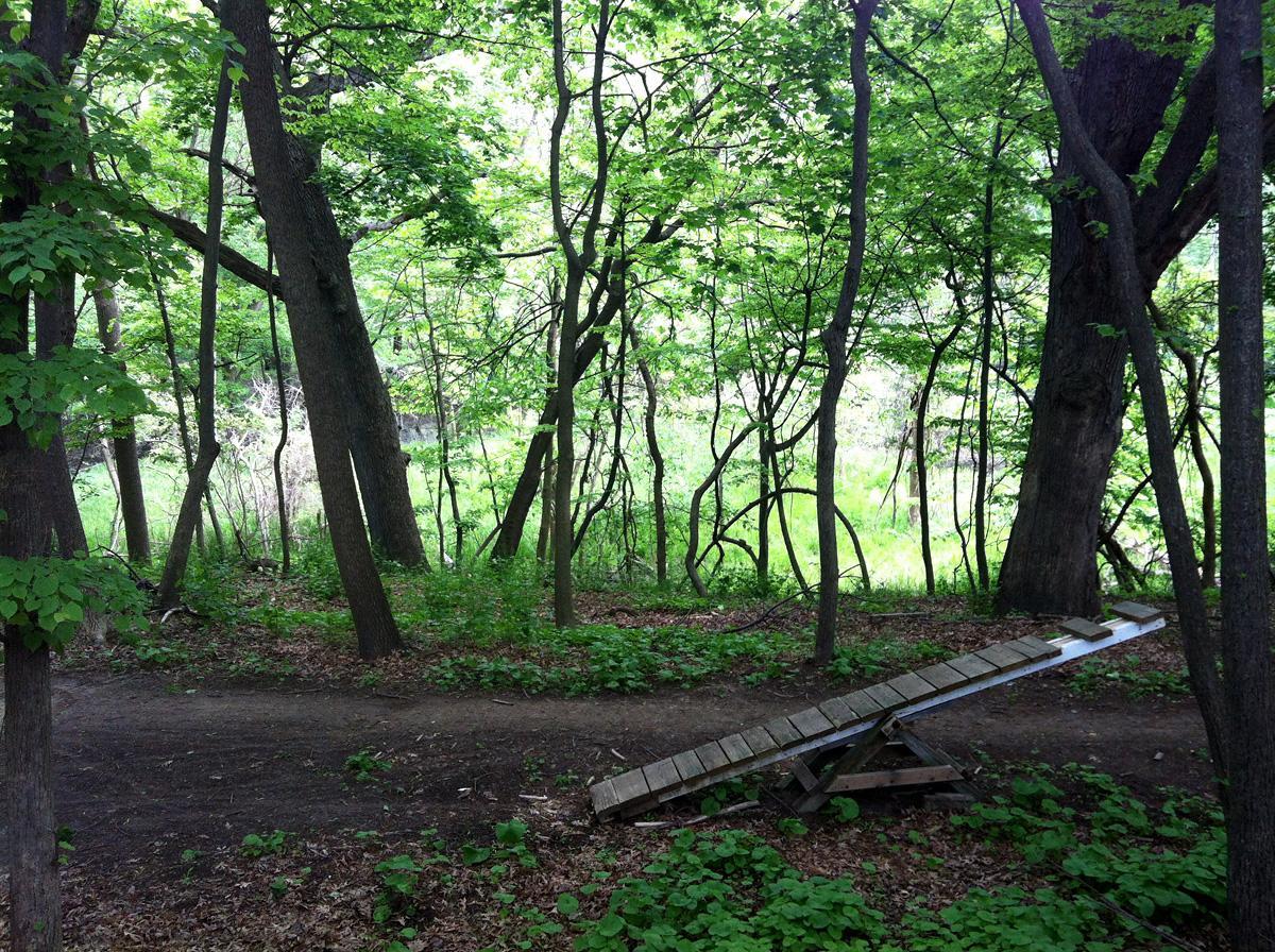A scenic forest path featuring tall trees and lush greenery, with a wooden ramp positioned on the ground. The ramp leads into a natural area surrounded by dense foliage and undergrowth, with a bright, sunny background visible through the trees. Jermain Park mountain bike trail.