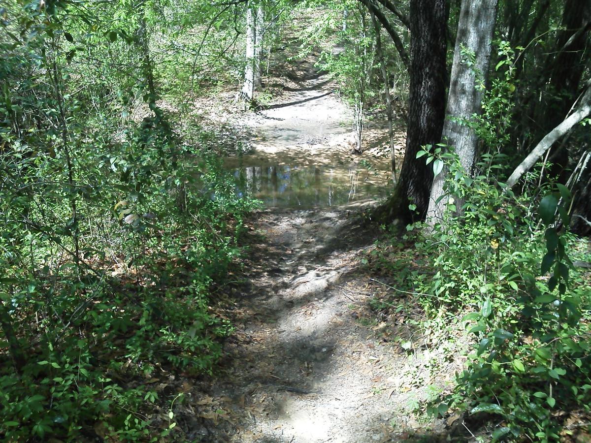 A dirt path leading down to a small body of water, surrounded by lush greenery and trees. Sunlight filters through the leaves, illuminating the scene. The area appears peaceful and natural, with scattered fallen leaves along the path. L.H. Thomson Trails mountain bike trail.