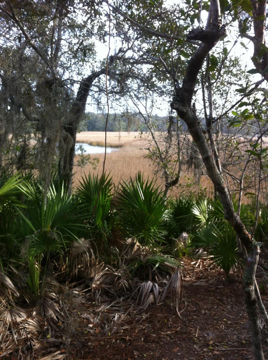 A scenic view of a marshland through trees, featuring lush green palm plants in the foreground and tall grasses. A calm body of water can be seen in the distance, framed by a natural setting of branches and leaves. Moses Creek mountain bike trail.