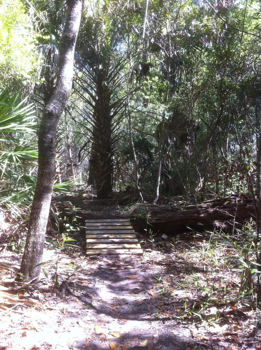 A narrow wooden bridge leads over a small area of uneven ground in a dense forest filled with palm trees and underbrush. Sunlight filters through the leaves, creating dappled light on the path. All around, tall trees and greenery surround the scene, conveying a sense of tranquility and natural beauty. Moses Creek mountain bike trail.