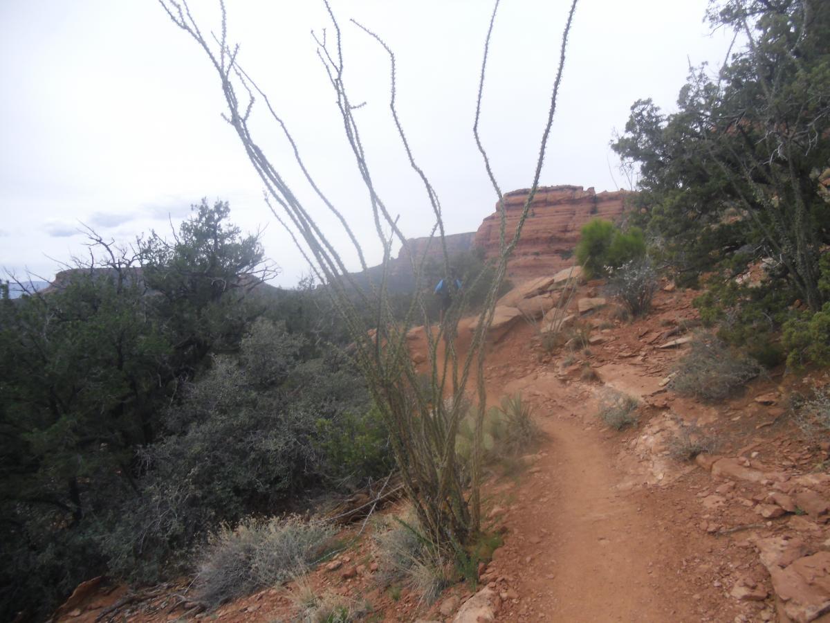 A rocky hiking trail winds through a desert landscape, surrounded by green vegetation and tall cacti. In the background, red rock formations rise against a cloudy sky. The scene captures the rugged beauty of the outdoors. Mescal Trail mountain bike trail.