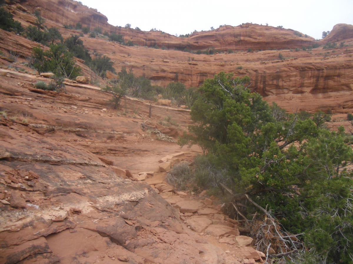 A rugged trail winding through rocky terrain with red sandstone cliffs and scattered vegetation, including shrubs and trees, in a desert landscape. Mescal Trail mountain bike trail.