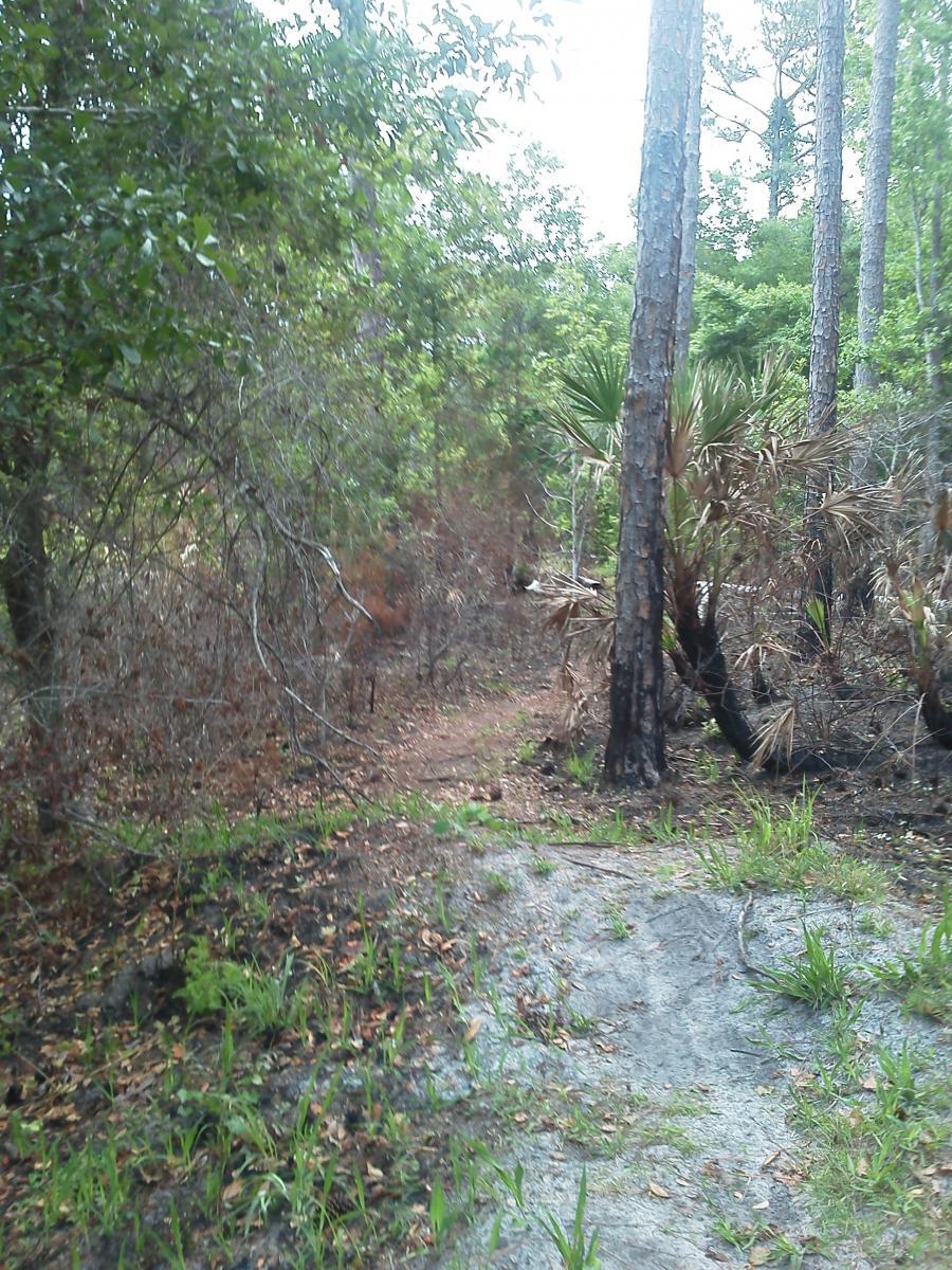 A narrow, winding path through a forested area, flanked by tall trees and dense vegetation. The ground is partially covered with patches of grass and leaves, and the lighting is soft, suggesting an overcast sky. The scene conveys a sense of natural wilderness. Nocatee mountain bike trail.