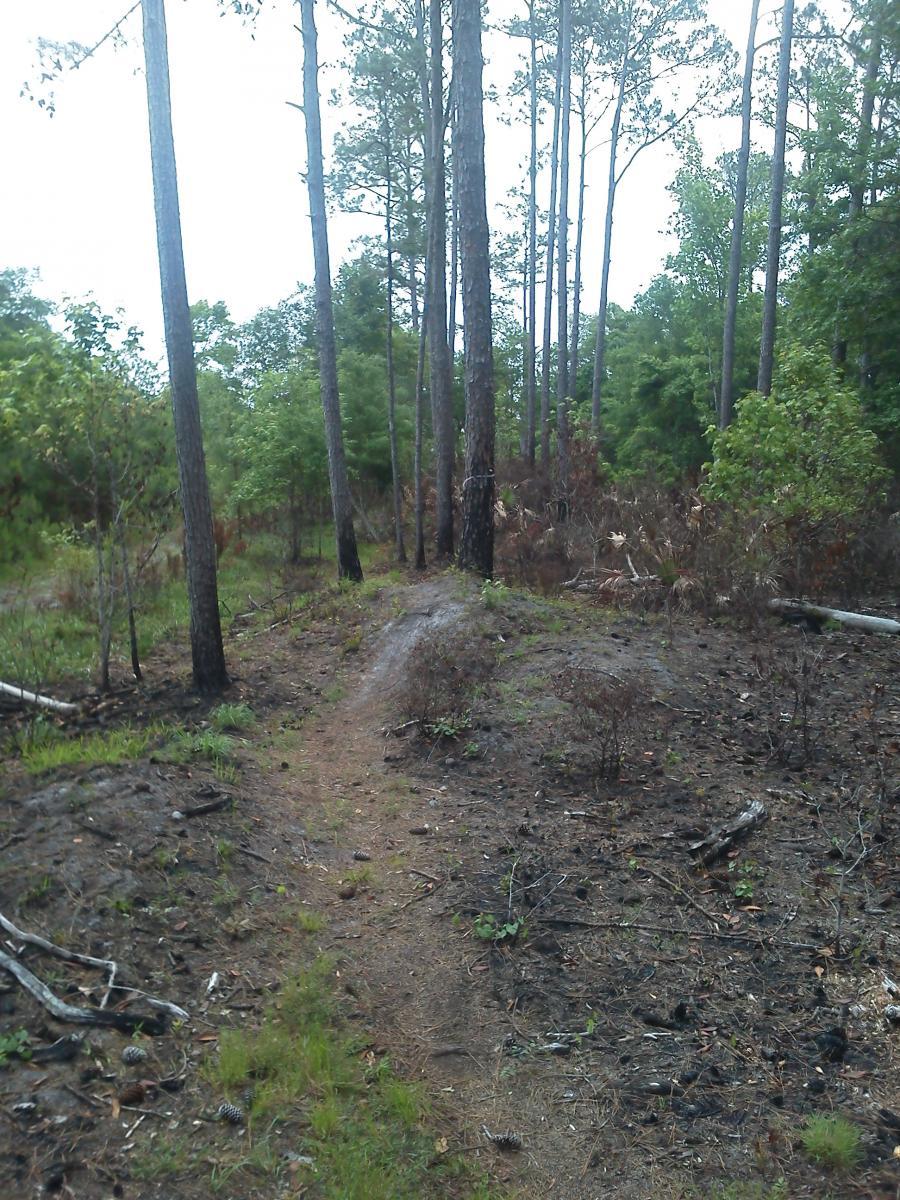 A narrow dirt path winding through a clearing in a forest, with tall pine trees on either side. The ground is a mix of dirt, small plants, and scattered pine cones, with some areas appearing burnt or scorched. Overcast skies are visible in the background, adding a moody atmosphere to the scene. Nocatee mountain bike trail.