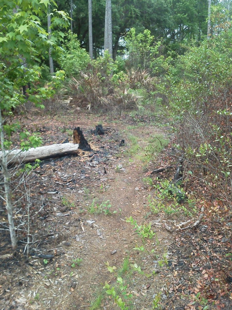 A narrow dirt path winding through a forested area, with signs of recent fire damage on the ground. Surrounding vegetation includes green bushes and tree trunks, with some burnt remains visible, suggesting a mix of recovery and ongoing growth. Nocatee mountain bike trail.