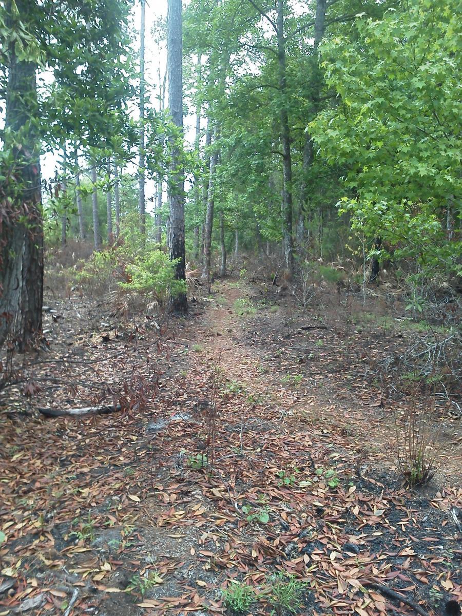 A serene forest path surrounded by tall trees and lush greenery, with fallen leaves covering the ground and underbrush along the sides. The trail winds through the woods, inviting exploration in a natural setting. Nocatee mountain bike trail.