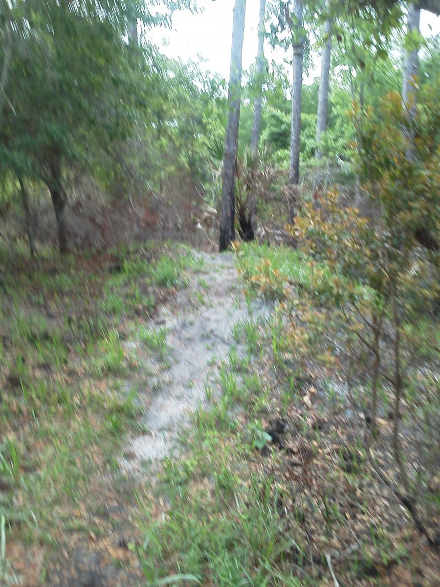 A blurred image of a wooded area with tall trees, dense greenery, and a path partially visible among the grass and underbrush. Nocatee mountain bike trail.