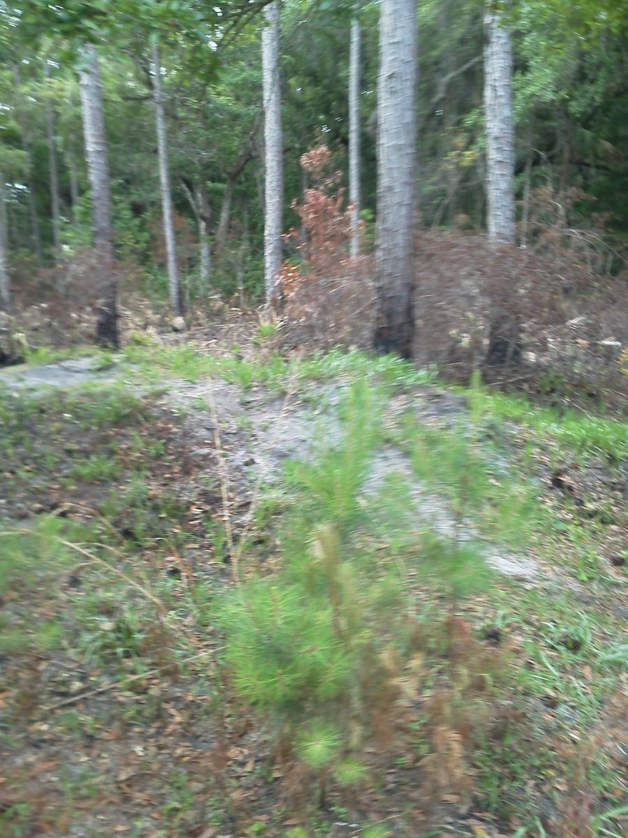 A blurred image of a wooded area featuring tall trees, some with brownish foliage, undergrowth, and patches of grass. The scene showcases a mix of greenery and fallen leaves, indicating a natural forest environment. Nocatee mountain bike trail.