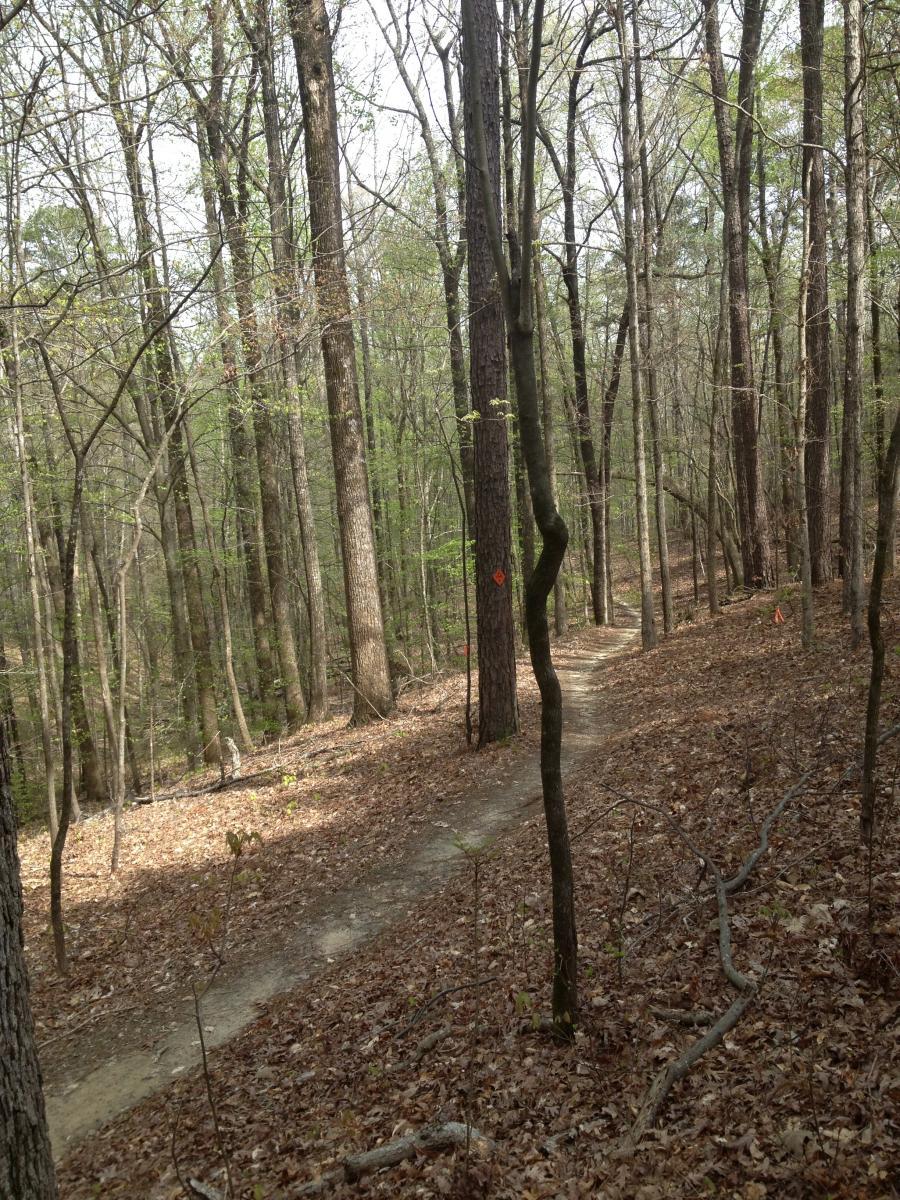 A winding dirt trail curves through a forest with tall trees and sparse foliage. The ground is covered in dry leaves, and a few orange markers indicate the path. The scene captures a peaceful, nature-filled environment, ideal for hiking or walking. Noxubee Crest mountain bike trail.