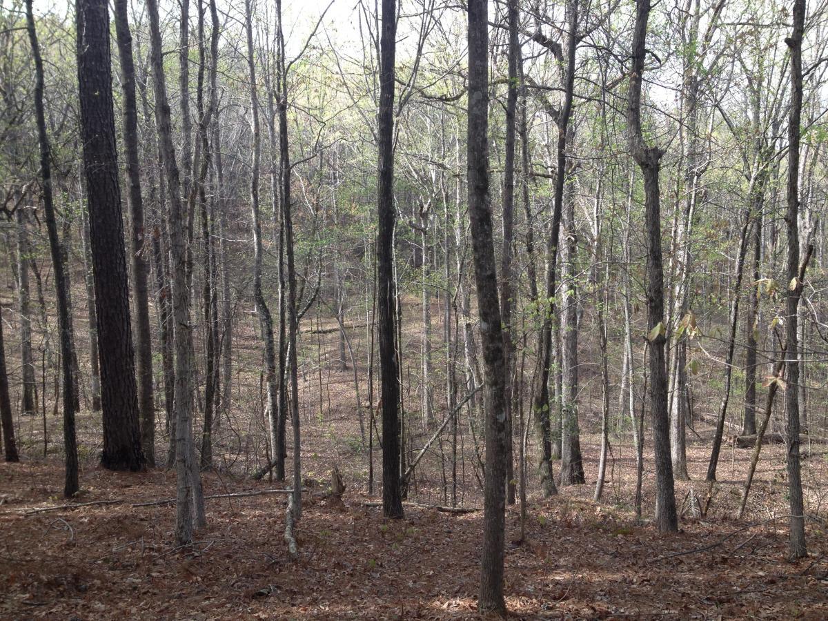 A serene forest scene featuring tall, bare trees with budding leaves, and a forest floor covered in brown leaves and twigs. The landscape is dappled with soft, natural light filtering through the branches, creating a peaceful and tranquil environment. Noxubee Crest mountain bike trail.