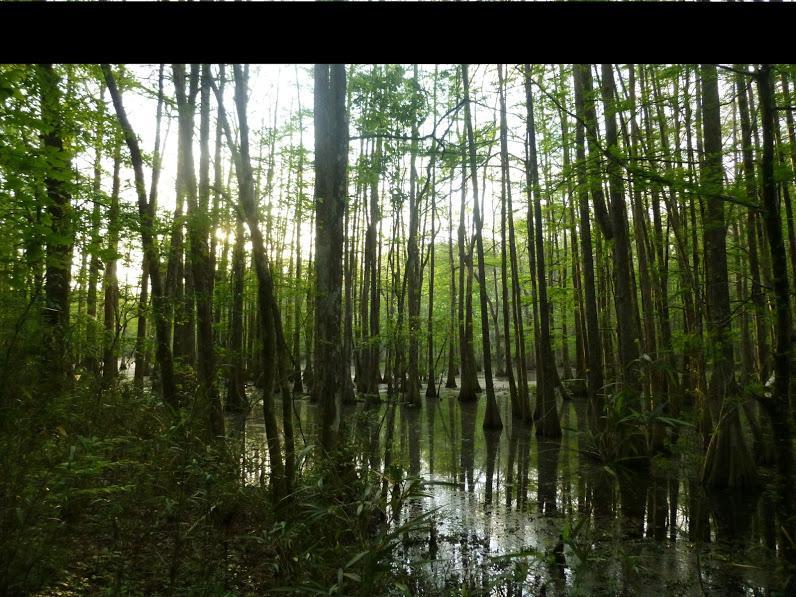 A tranquil swamp landscape featuring tall, slender trees with green foliage, reflecting in still water. The sunlight filters through the branches, creating a serene atmosphere as the dense vegetation surrounds the water's edge. Chicot State Park mountain bike trail.