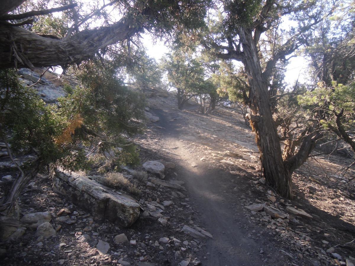 A winding, rocky hiking trail illuminated by sunlight, surrounded by trees on either side. The path ascends gently, with loose stones and patches of dirt visible, creating a natural, rugged terrain. Phil's World mountain bike trail.