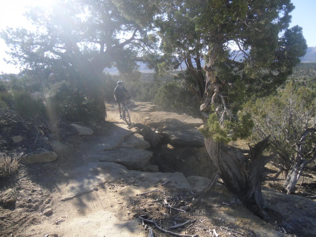 A mountain biker navigating a rocky trail surrounded by trees and vegetation, with a clear sky in the background. Sunlight creates a lens flare effect, illuminating the scene. Phil's World mountain bike trail.