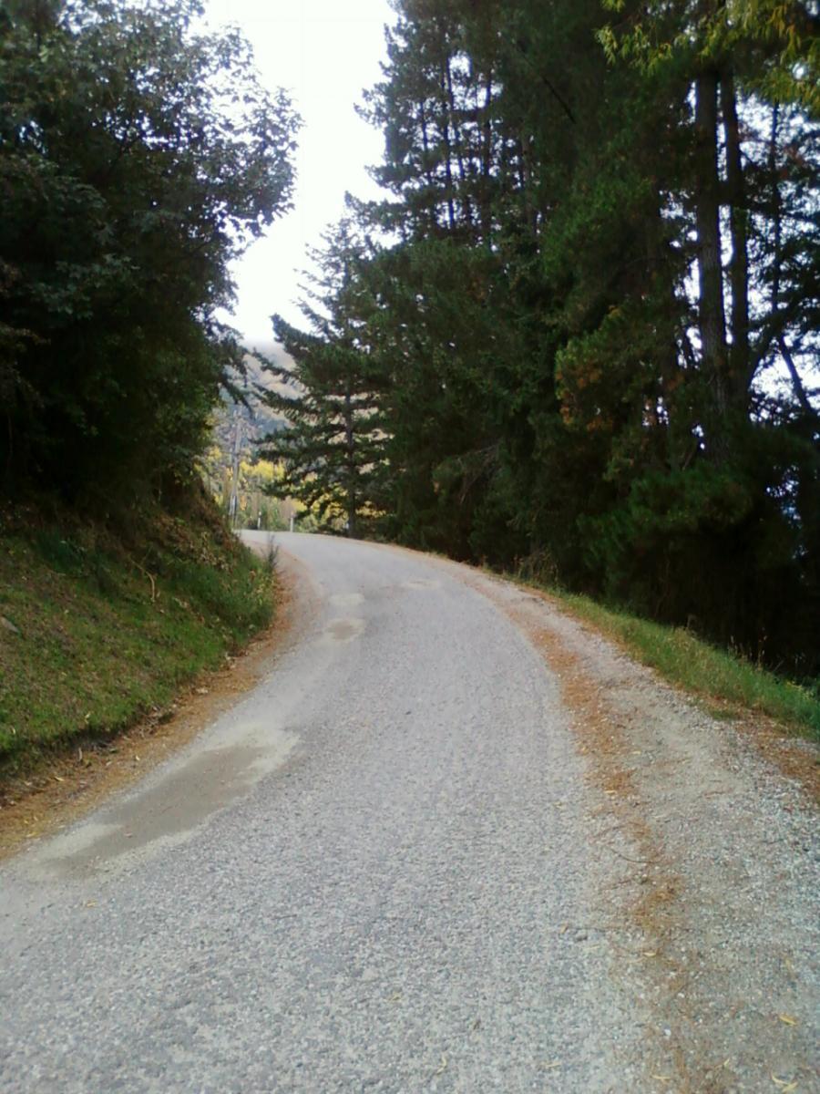 A winding gravel road surrounded by tall trees, leading into a serene natural landscape. The path curves to the right, with patches of grass and scattered leaves visible along the edges. The sky is slightly overcast, creating a peaceful atmosphere. Moonlight Circuit mountain bike trail.