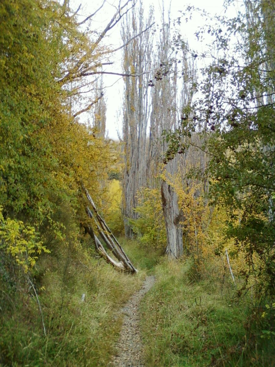 A narrow dirt path winding through a serene forest, lined with trees displaying shades of green and yellow foliage. Tall, slender trees rise prominently on either side, creating a peaceful and natural atmosphere. The ground is covered with grass and pebbles, suggesting a tranquil hiking route in the outdoors. Moonlight Circuit mountain bike trail.