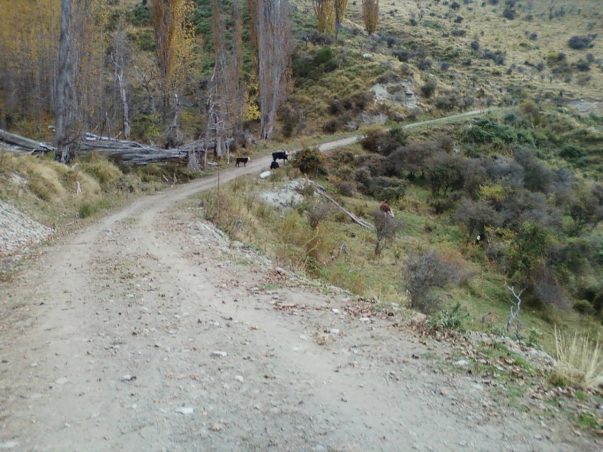 A winding dirt path leads through a hillside landscape, surrounded by bare trees and patches of vegetation. Several cows are grazing on the grassy slopes nearby, adding to the pastoral scene. The area is partially shaded, with fallen leaves scattered along the trail. Moonlight Circuit mountain bike trail.