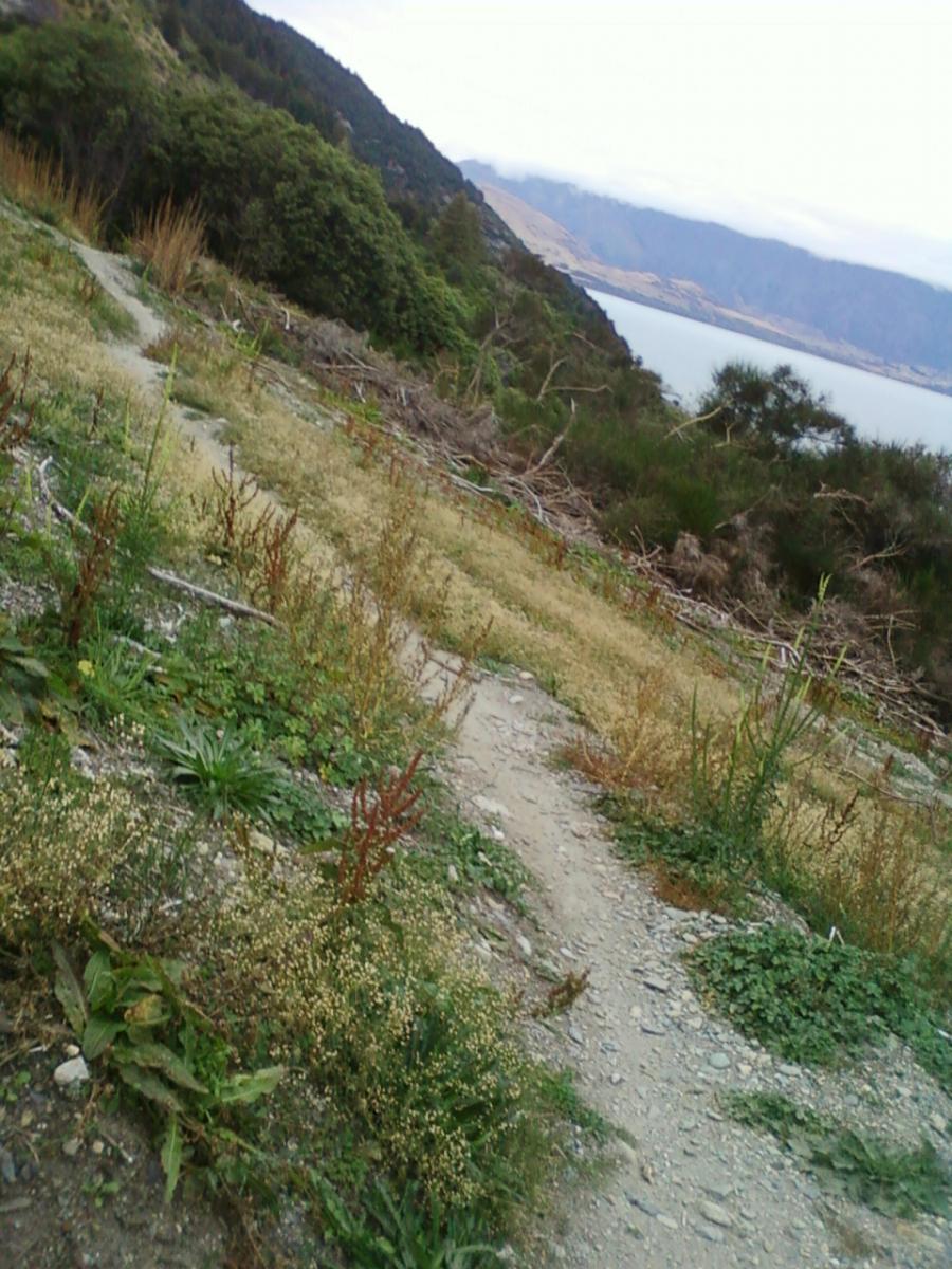 A winding dirt path surrounded by various plants and greenery, leading towards a distant body of water and mountains under a cloudy sky. 7 Mile Riding Area mountain bike trail.