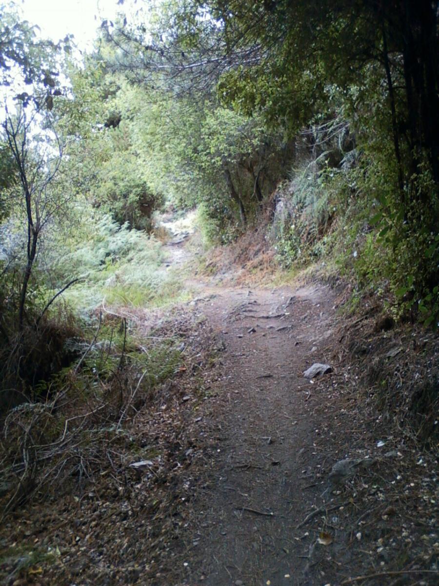 Narrow dirt path winding through lush green vegetation, with trees and shrubs lining both sides of the trail. The path appears well-trodden, leading further into a forested area. 7 Mile Riding Area mountain bike trail.