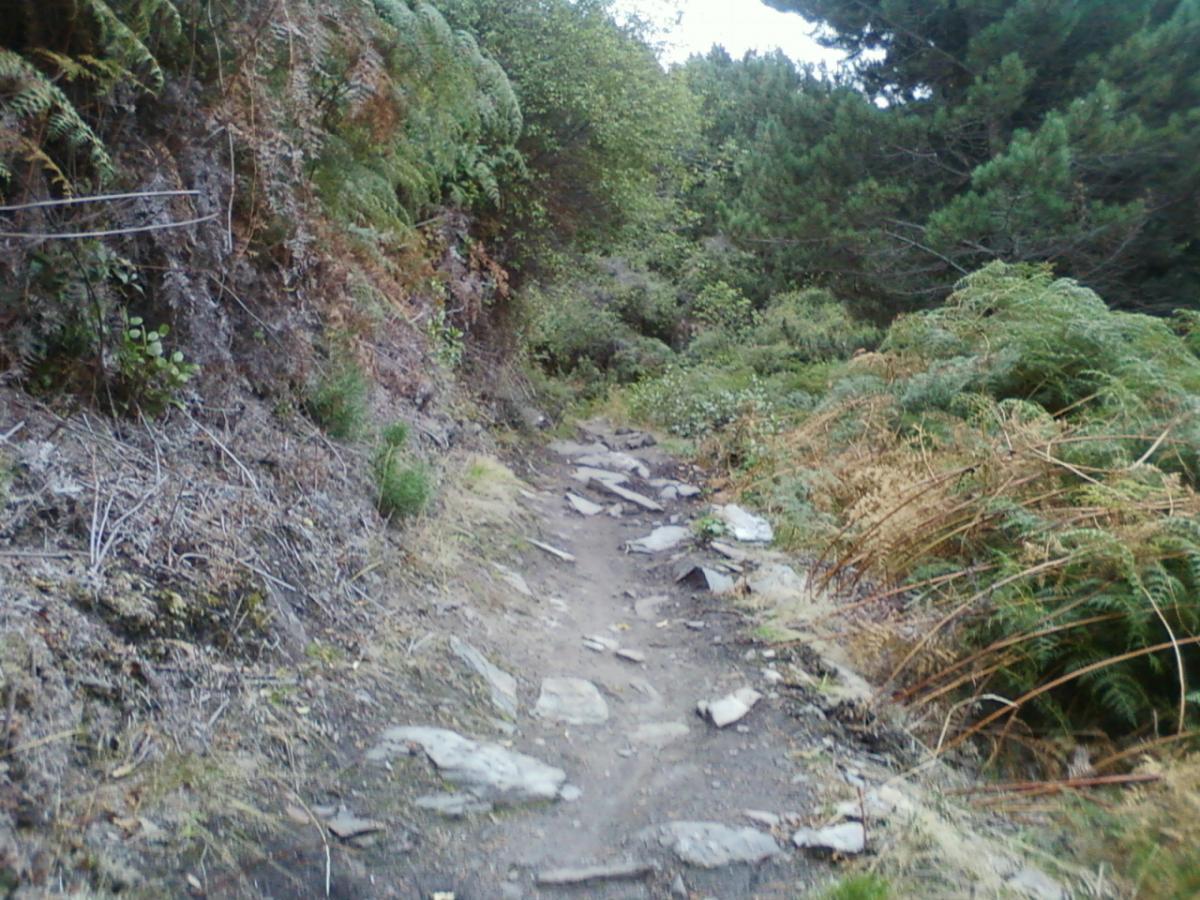 A narrow dirt trail winding through a lush, green landscape with ferns and shrubs on either side, featuring rocky patches and a forested background. 7 Mile Riding Area mountain bike trail.