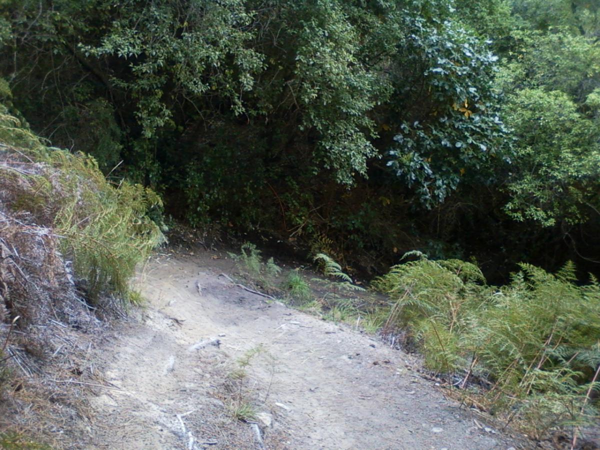 A winding dirt path surrounded by lush greenery, including ferns and dense bushes. The trail leads downhill, disappearing into the wooded area on the right side of the image. Sunlight filters through the leaves, creating a serene and natural atmosphere. 7 Mile Riding Area mountain bike trail.