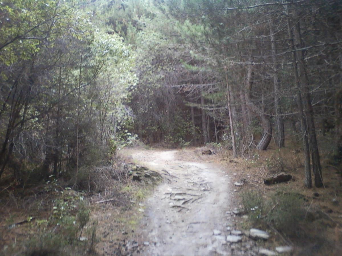 A winding dirt path leads through a dense forest, surrounded by tall trees and underbrush. The scene is tranquil and natural, with uneven terrain and a mixture of light and shadows created by the foliage overhead. 7 Mile Riding Area mountain bike trail.