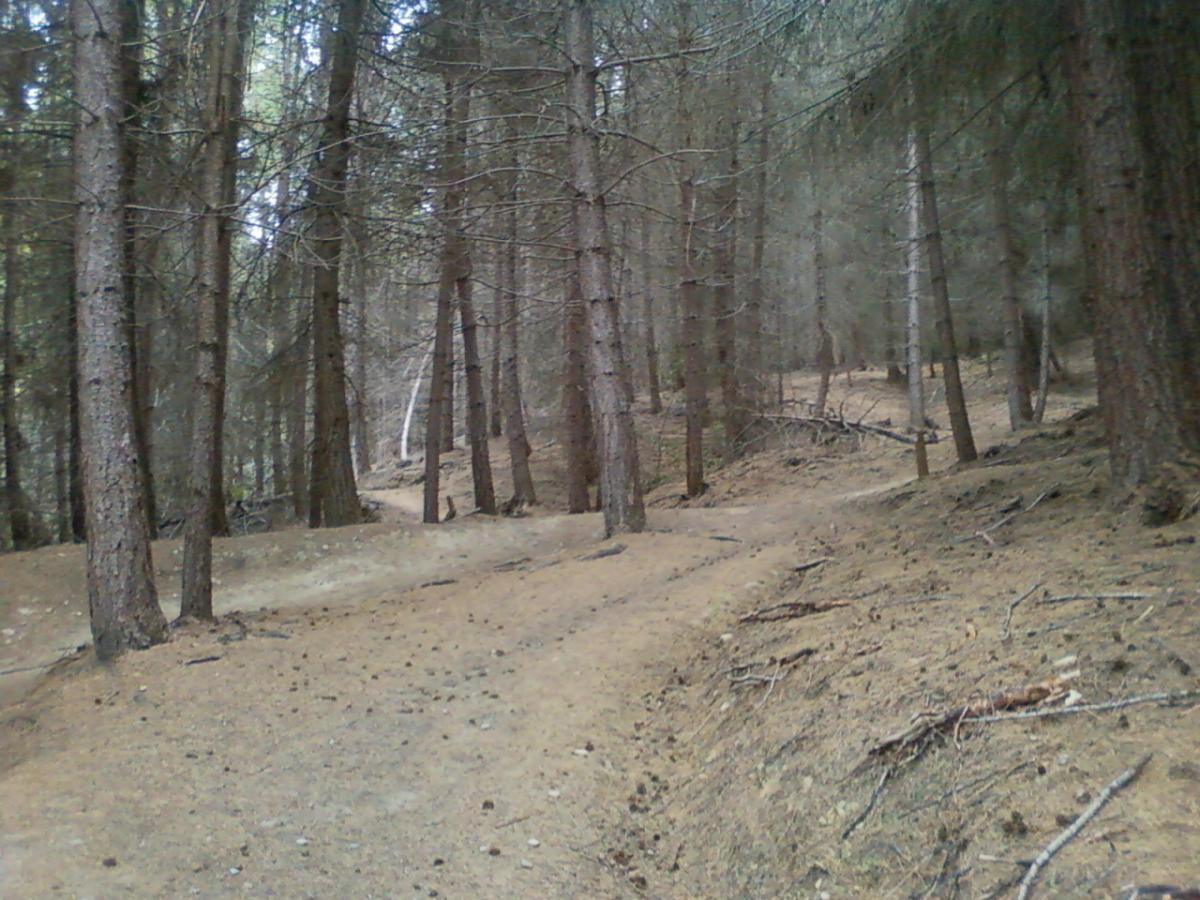 A dirt path winding through a dense forest of tall trees with a mixture of green and brown foliage and a layer of pine needles and debris on the ground. Seven Mile Bike Park mountain bike trail.