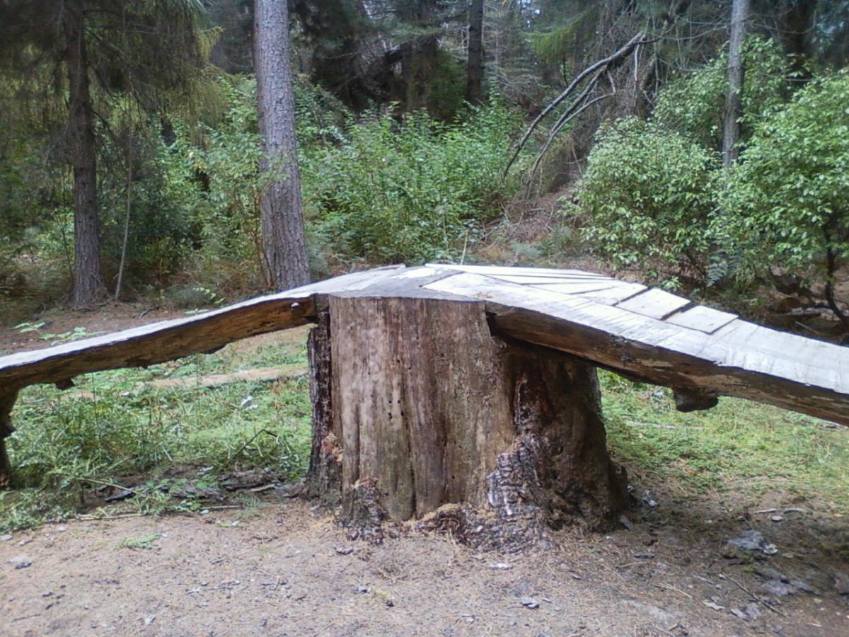 A wooden bridge curving over a large tree stump in a forested area, surrounded by greenery and tall trees. 7 Mile Riding Area mountain bike trail.