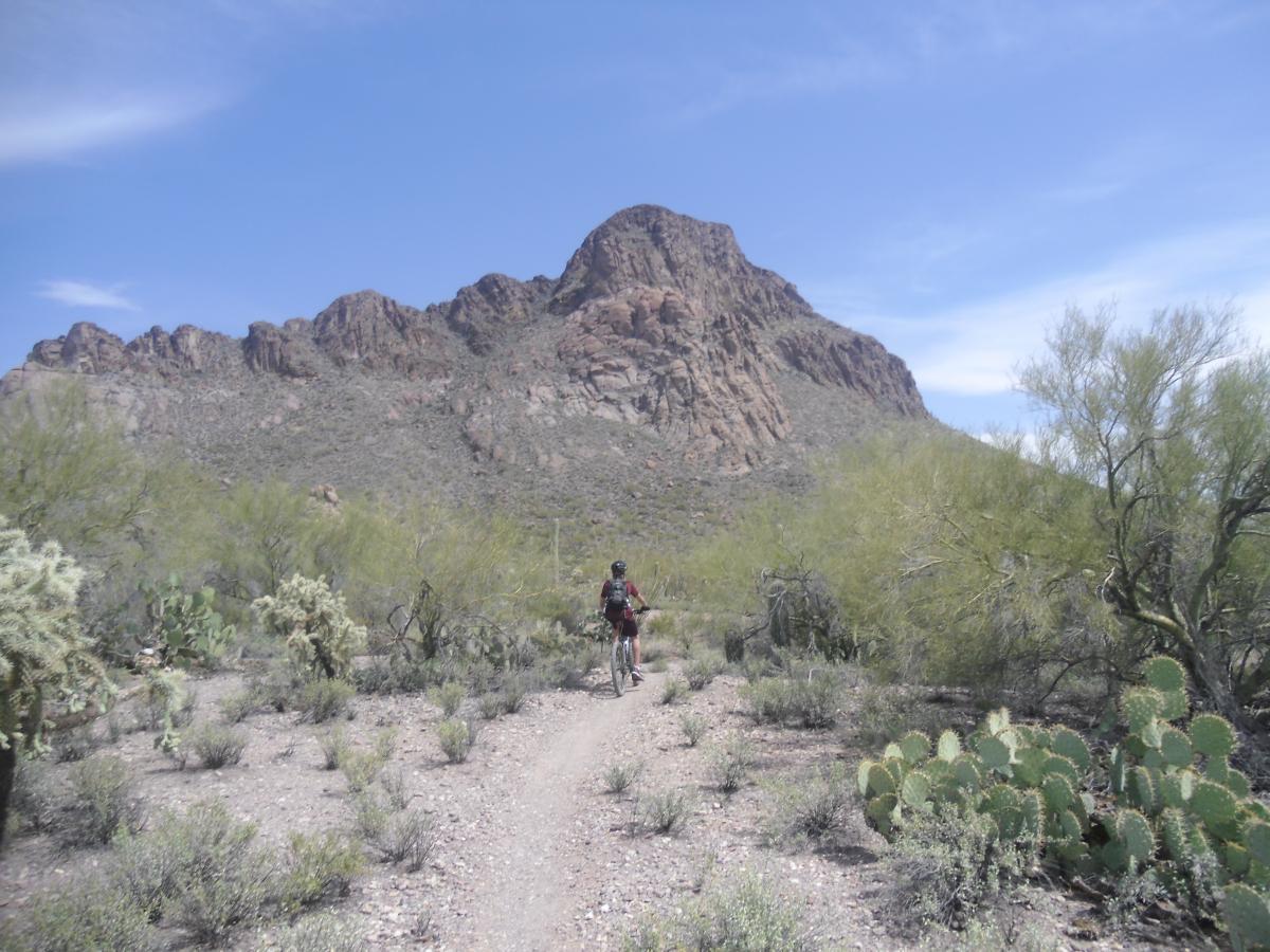 A person riding a mountain bike along a dirt trail in a desert landscape, with rocky mountains in the background and various desert plants such as cacti and shrubs surrounding the path under a clear blue sky. Tucson Mountain Park mountain bike trail.