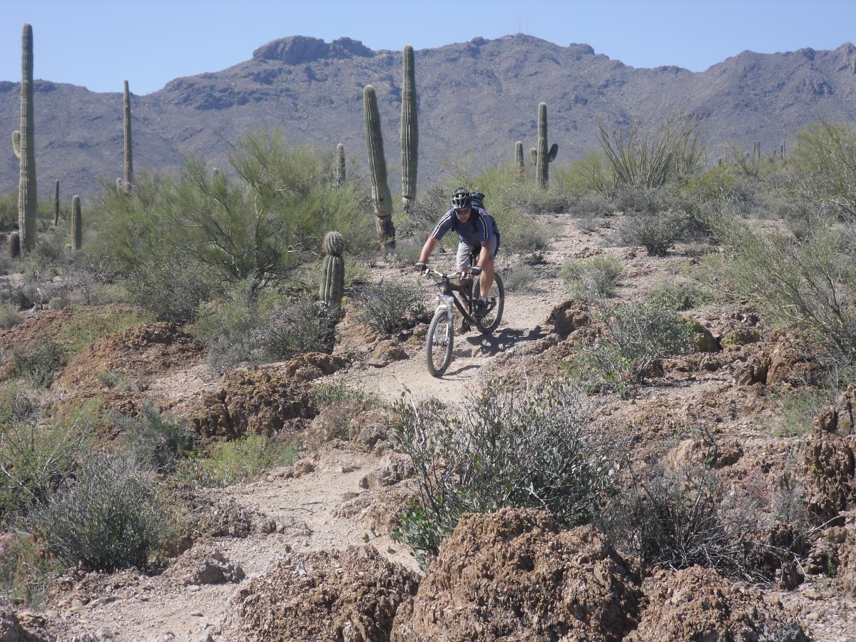 Mountain biker navigating a rocky trail surrounded by cacti and desert vegetation with mountains in the background on a clear day. Sweetwater Preserve mountain bike trail.