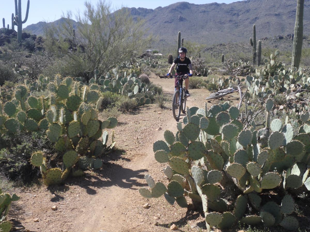 A person riding a mountain bike on a dirt trail surrounded by cacti and desert vegetation in a mountainous landscape. Sweetwater Preserve mountain bike trail.