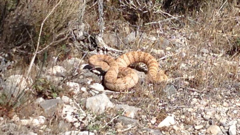 A coiled snake resting on rocky ground surrounded by dry grass and plants. The snake has a distinctive tan and brown coloration with a patterned texture. Deadhorse Loop mountain bike trail.