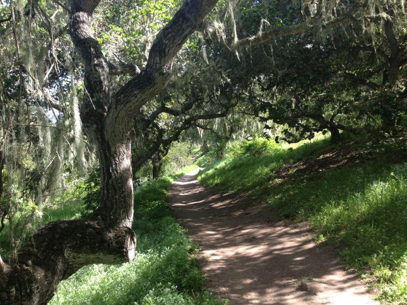 A peaceful dirt path winding through a lush green landscape, framed by large, moss-covered trees. Sunlight filters through the foliage, creating a serene atmosphere perfect for a nature walk. Fort Ord Public Lands mountain bike trail.