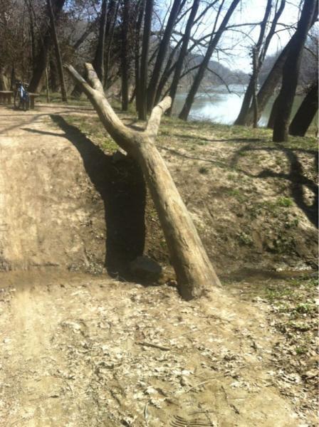 A partially submerged tree stump with a branch reaching out over a small stream, surrounded by a dirt path and trees, with a river in the background on a sunny day. Castlewood State Park mountain bike trail.