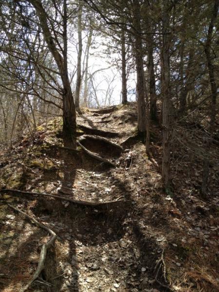 A winding dirt path leads up a small hill, surrounded by trees. Sunlight filters through the branches, casting shadows on the ground. The path is slightly uneven, with exposed roots and stones, and scattered leaves cover the forest floor. Prairie Trail mountain bike trail.