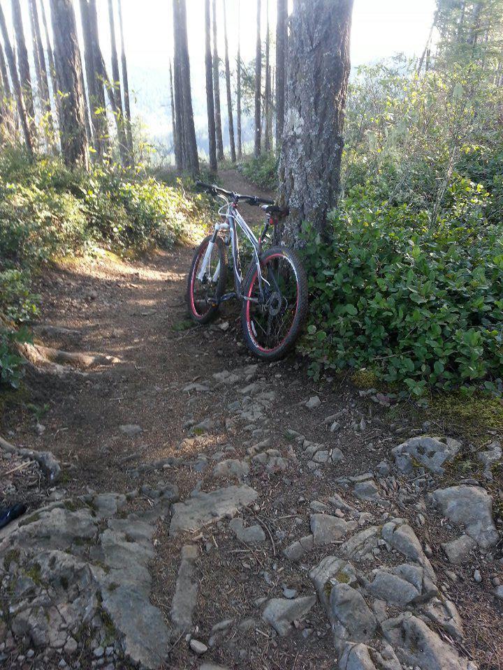 A mountain bike leaning against a tree on a rocky dirt trail surrounded by tall trees and greenery, with a glimpse of sunlight filtering through the foliage. Green Mountain Trails mountain bike trail.