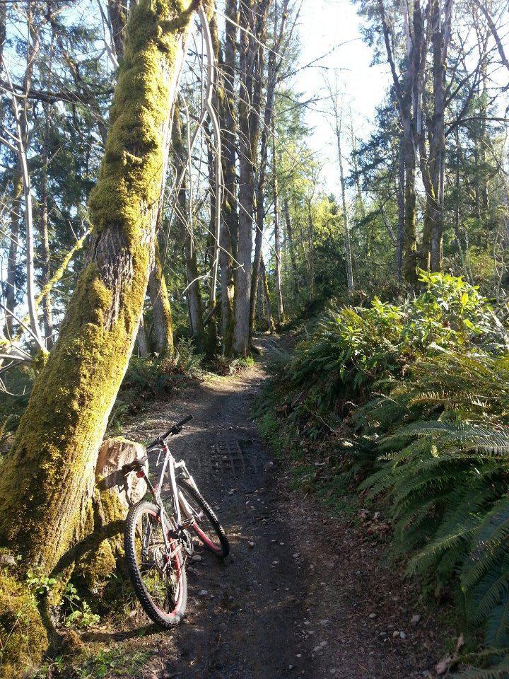 A narrow dirt path surrounded by tall trees and lush greenery, featuring a white mountain bike leaning against a moss-covered tree trunk. Sunlight filters through the branches, illuminating the scene and creating a serene, natural atmosphere. Green Mountain Trails mountain bike trail.