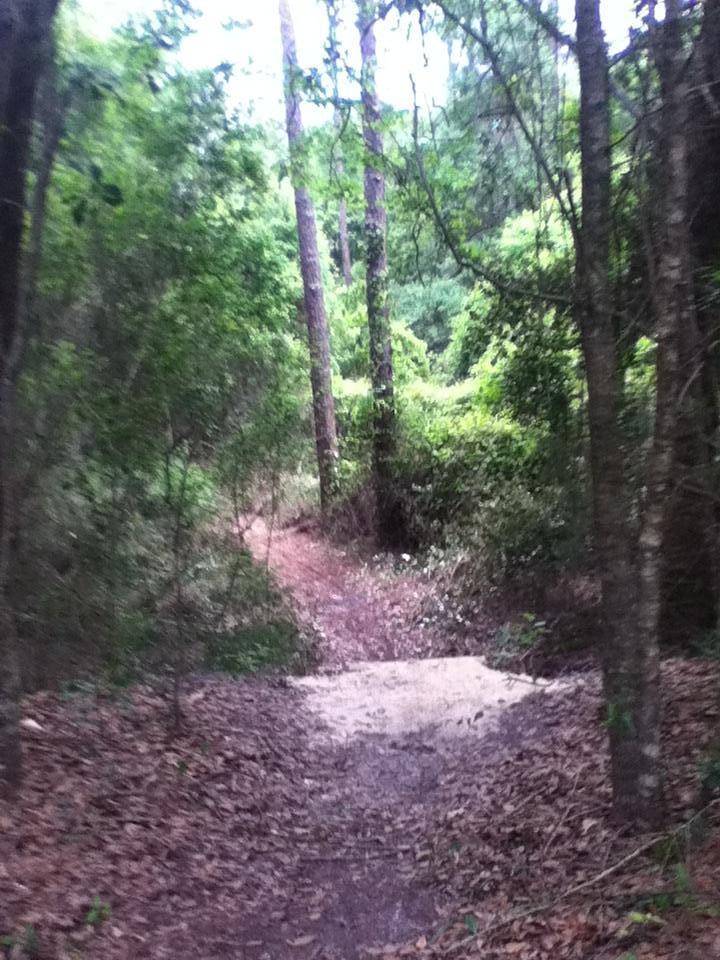 A narrow dirt trail winding through a lush green forest, surrounded by trees and dense foliage, with fallen leaves covering the path. Tillie Fowler Regional Park mountain bike trail.