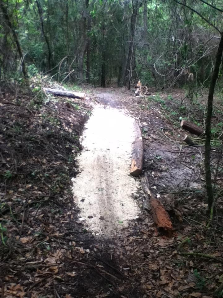 A narrow dirt path winds through a dense forest, flanked by trees and underbrush. A section of the path is covered with light colored material, possibly sawdust or gravel, while fallen logs and branches are scattered along the sides. The scene is lush and green, indicating a natural, wooded area. Tillie Fowler Regional Park mountain bike trail.