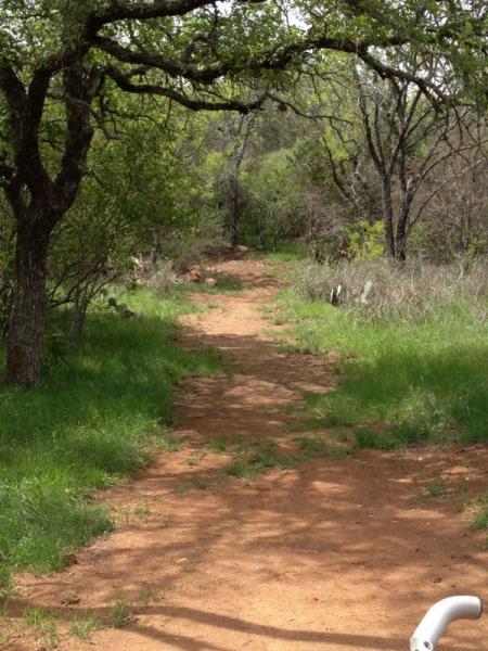 A serene dirt path winding through a lush, green forest, lined with trees and scattered with wild grass. Sunlight filters through the leaves, casting dappled shadows on the ground. The scene suggests a peaceful outdoor setting ideal for walking or hiking. Reveille Peak Ranch mountain bike trail.