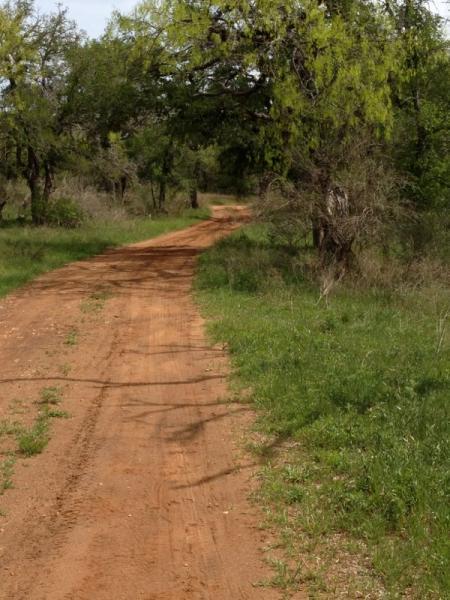 A dirt path winding through a lush, green landscape, framed by trees. The path is slightly curved, leading into the distance, with patches of grass lining the edges.  Reveille Peak Ranch mountain bike trail.