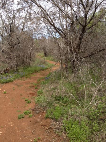 A winding dirt path surrounded by sparse trees and greenery, with small patches of blue flowers along the sides, leading into a natural wooded area. Reveille Peak Ranch mountain bike trail.