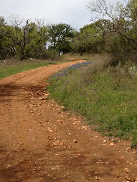 A winding dirt road lined with patches of green grass and blue wildflowers, surrounded by sparse trees and greenery under a cloudy sky. The road curves gently in the distance, creating a sense of depth in the natural landscape. Reveille Peak Ranch mountain bike trail.
