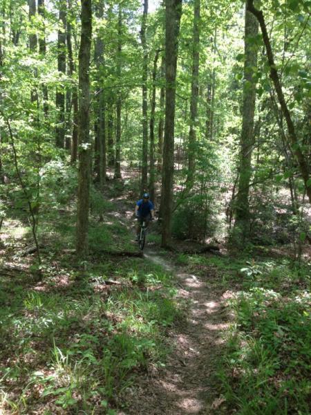 A mountain biker navigates a dirt trail through a lush green forest, surrounded by tall trees and dense foliage. Sunlight filters through the leaves, illuminating the path ahead. Fort Benning MTB Trail mountain bike trail.