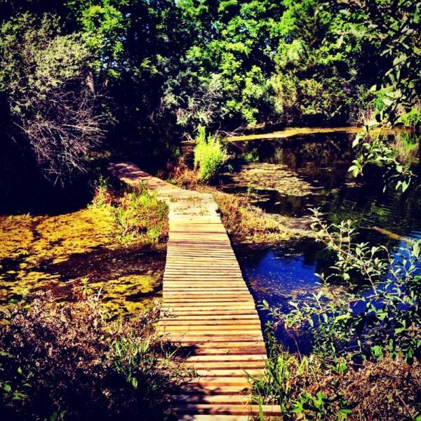 A wooden pathway leads over a still pond surrounded by lush green foliage. Tall grasses and plants grow along the banks, while the water reflects the vibrant greenery overhead. The scene captures a serene and tranquil natural setting. Banner Lakes At Summerset Park mountain bike trail.