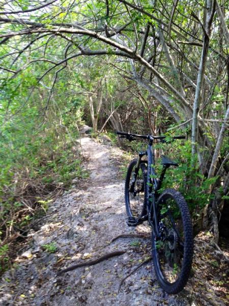 A black mountain bike parked on a narrow, rocky trail surrounded by dense greenery and trees. The path winds through the underbrush, creating a natural setting for outdoor cycling. West Delray Regional Park mountain bike trail.