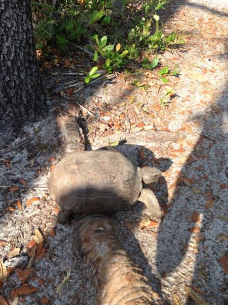 A turtle resting on a sandy path surrounded by small plants and a tree trunk, with sunlight casting shadows on the ground. Alafia River State Park mountain bike trail.