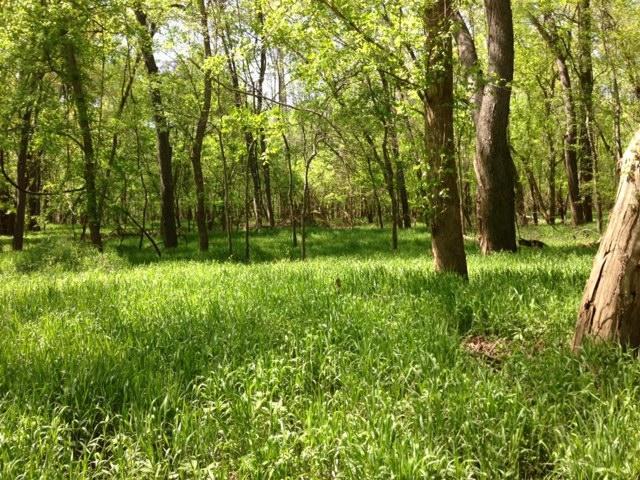 A lush green forest scene featuring tall trees and a vibrant grassy undergrowth. The sunlight filters through the leaves, creating a serene and peaceful atmosphere in the natural woodland environment. Castlewood State Park mountain bike trail.