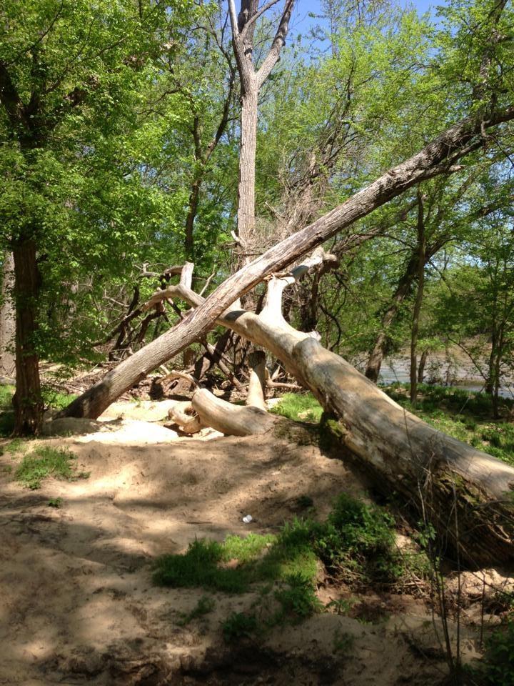 A scenic view of a forested area featuring several fallen trees, partially submerged in sand and surrounded by lush greenery. Bright sunlight filters through the leaves, illuminating the scene. Castlewood State Park mountain bike trail.