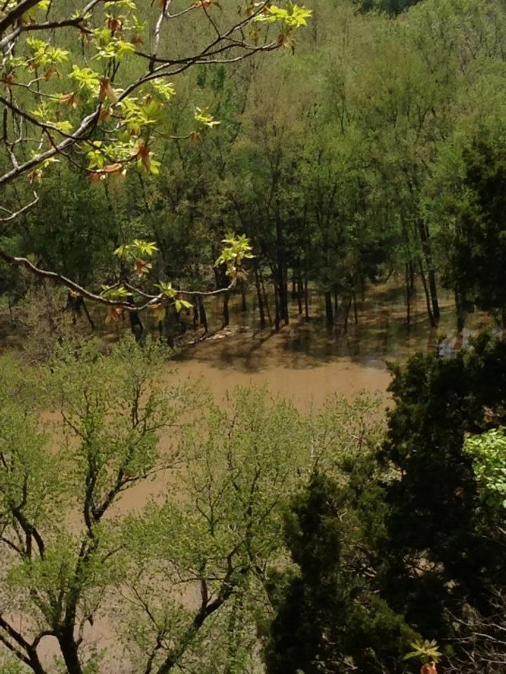 A scenic view of a misty wooded area where trees are partially submerged in brown, murky water, suggesting recent flooding. New green leaves are visible on the branches in the foreground, signaling the arrival of spring. Castlewood State Park mountain bike trail.
