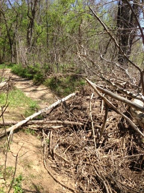 A wooded area with a dirt path visible on the left side, surrounded by greenery and dry twigs, branches, and brush in the foreground. The scene is bright, suggesting a sunny day, with trees in the background showing fresh leaves. Castlewood State Park mountain bike trail.